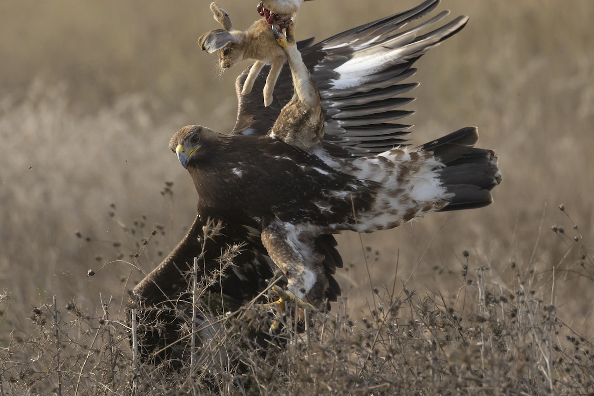 Golden Eagle - ML643530339