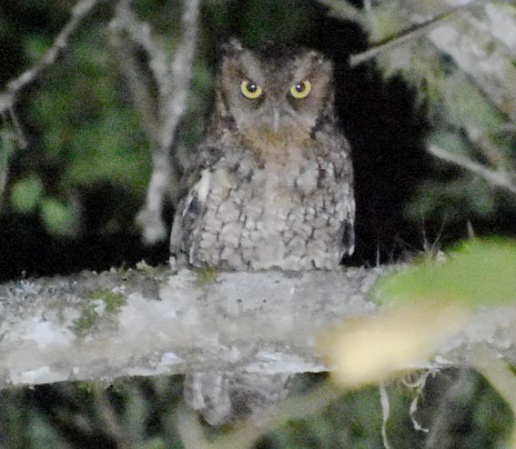 Long-tufted Screech-Owl - ML643530362