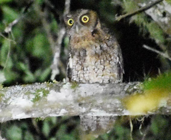 Long-tufted Screech-Owl - ML643530368