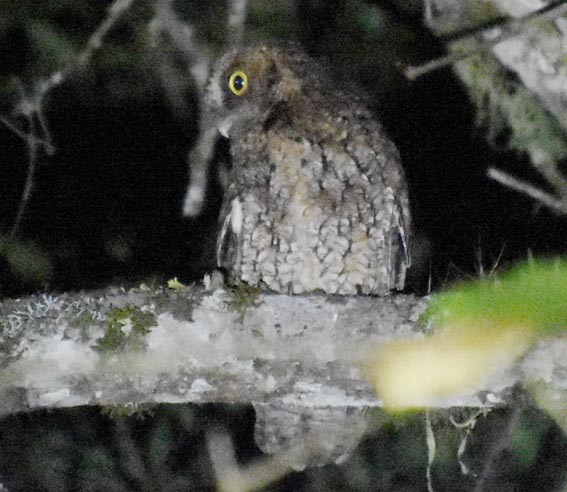 Long-tufted Screech-Owl - ML643530369