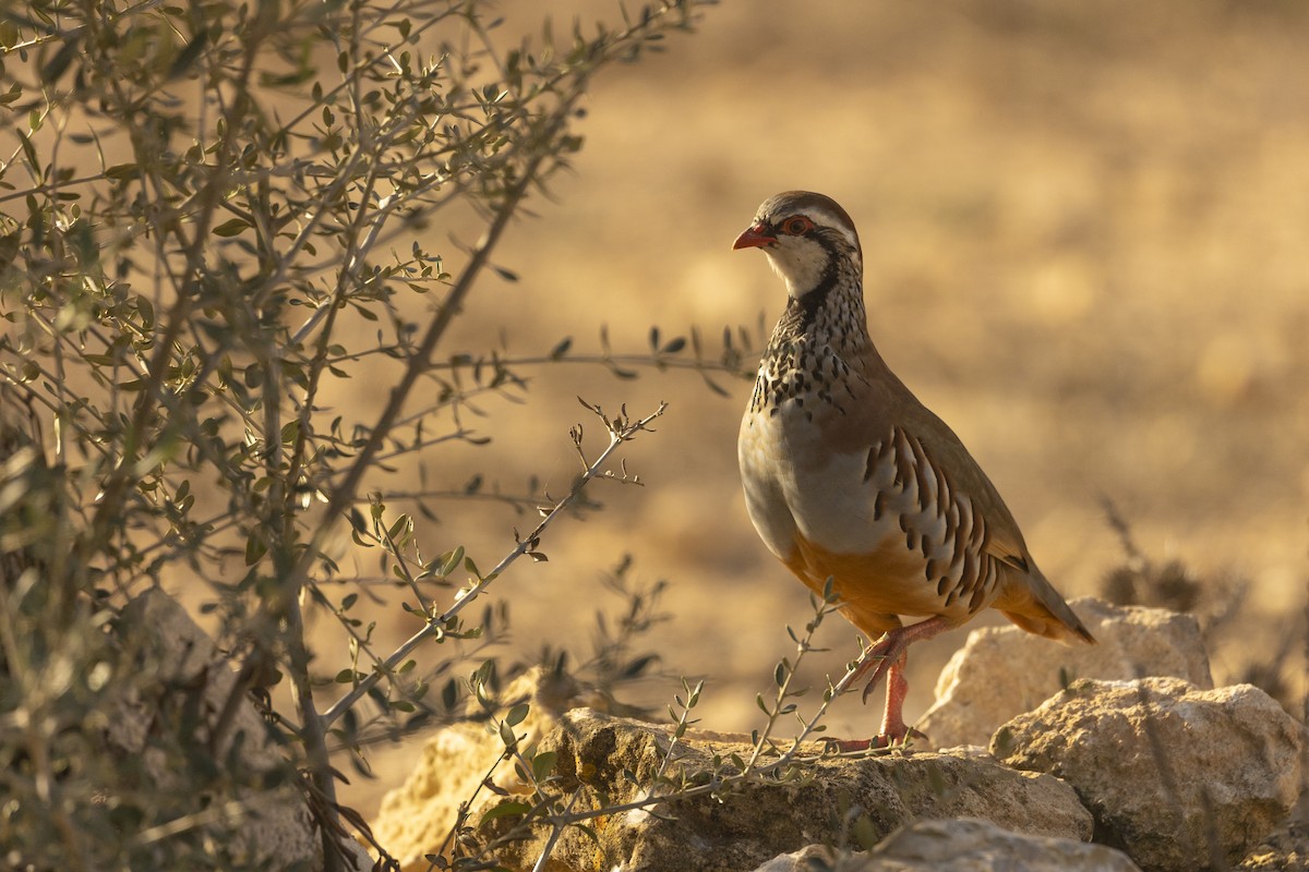 Red-legged Partridge - ML643530383