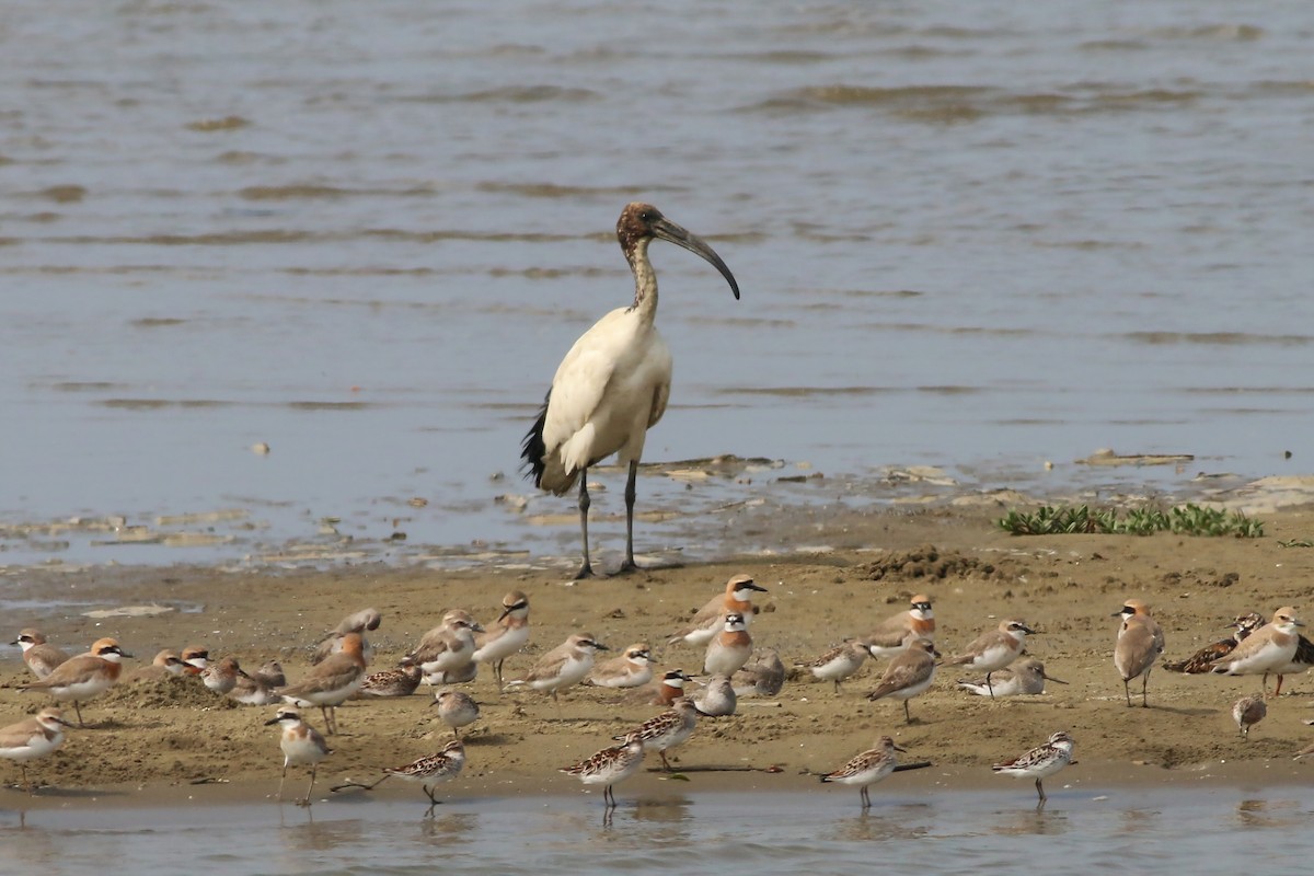 ibis posvátný - ML643530385
