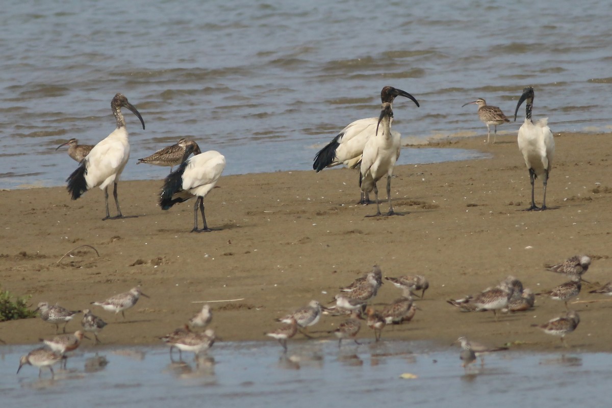 ibis posvátný - ML643530386