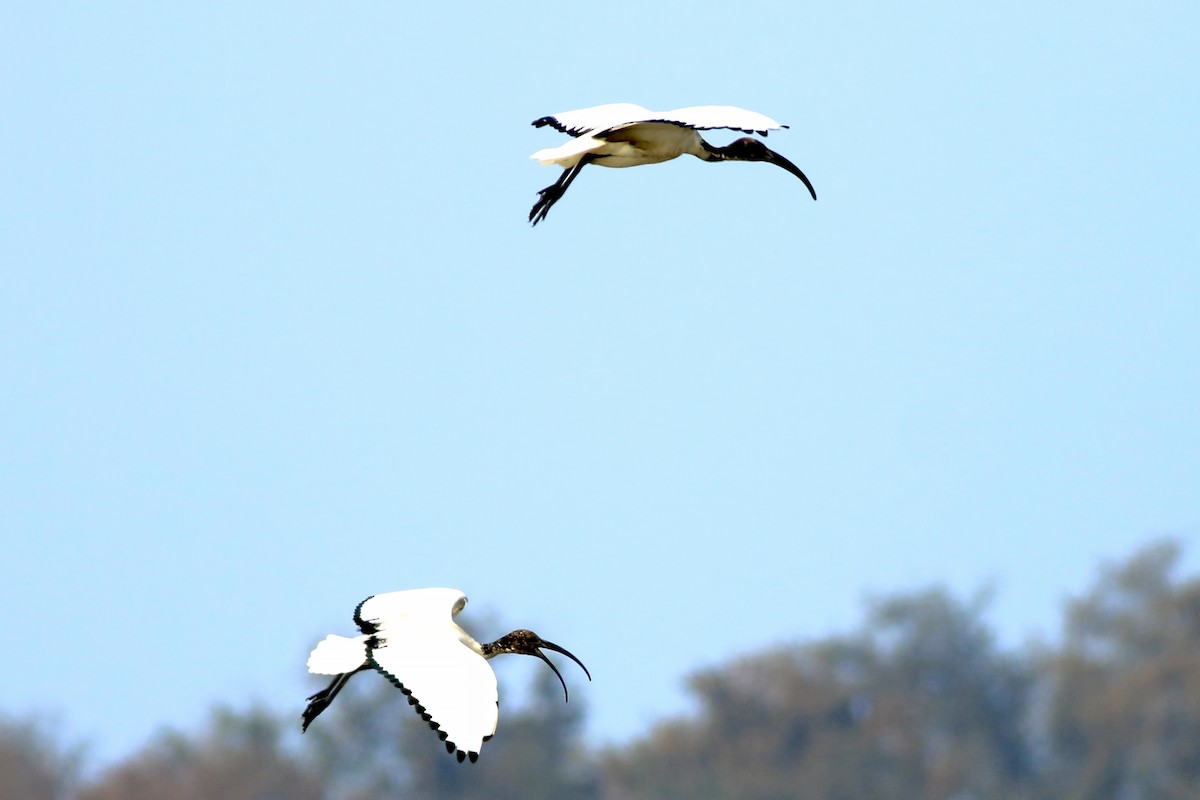 ibis posvátný - ML643530387