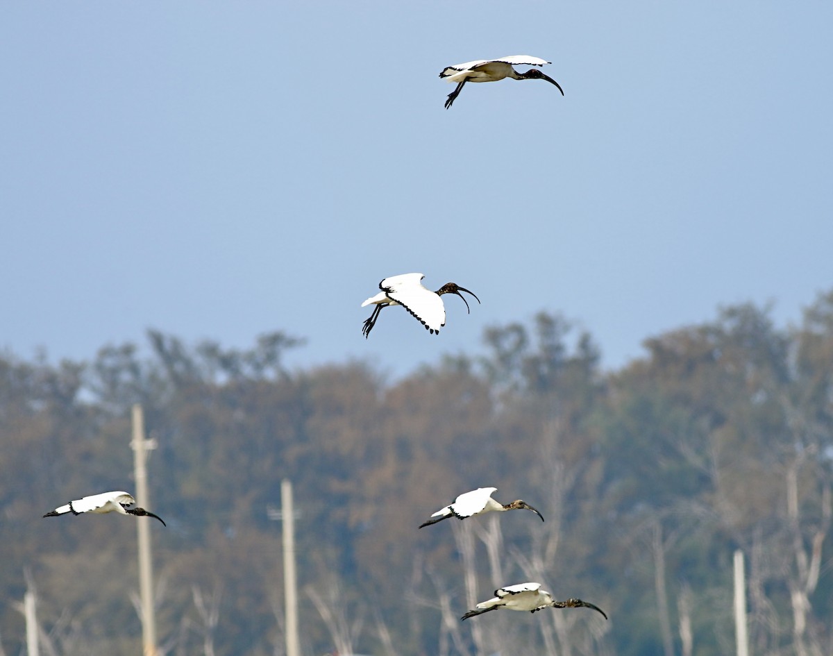 ibis posvátný - ML643530388