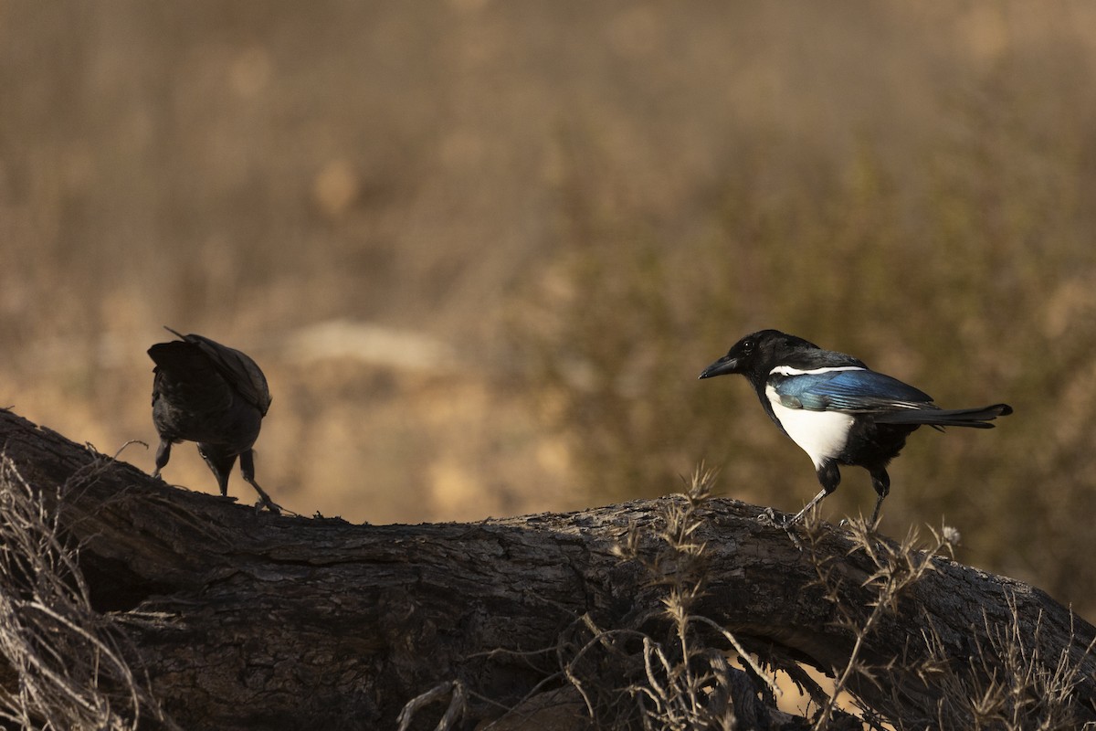 Eurasian Magpie - ML643530389