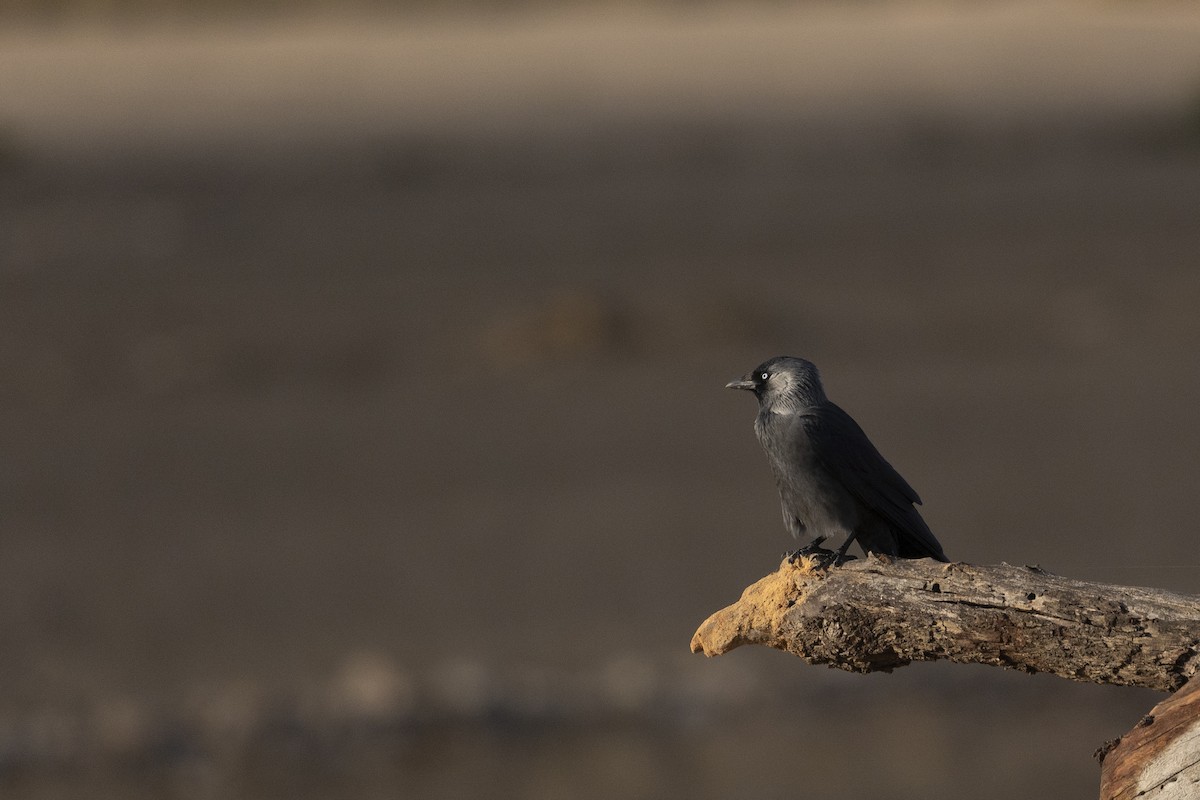 Eurasian Jackdaw - ML643530390