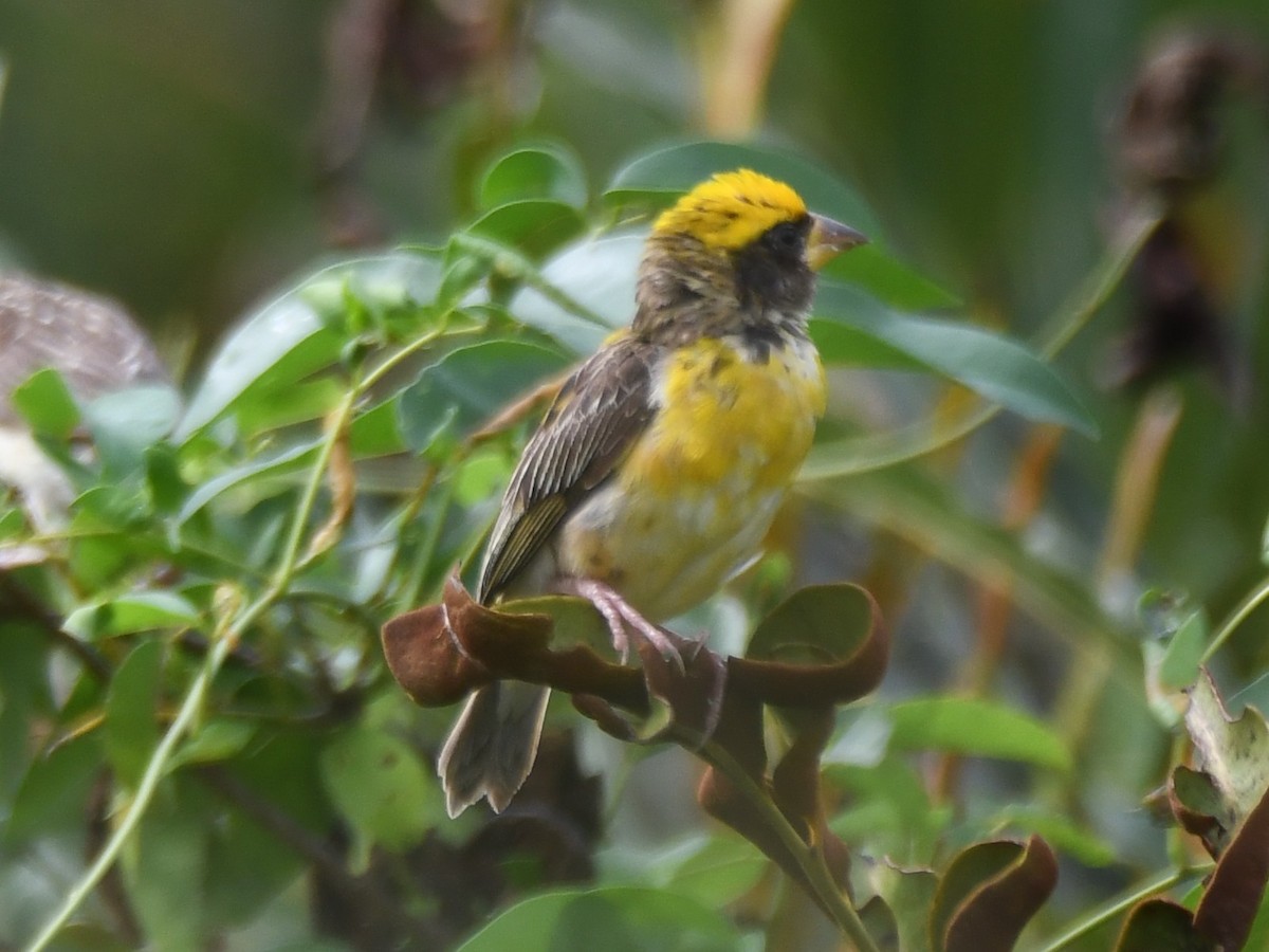Baya Weaver - ML643530411