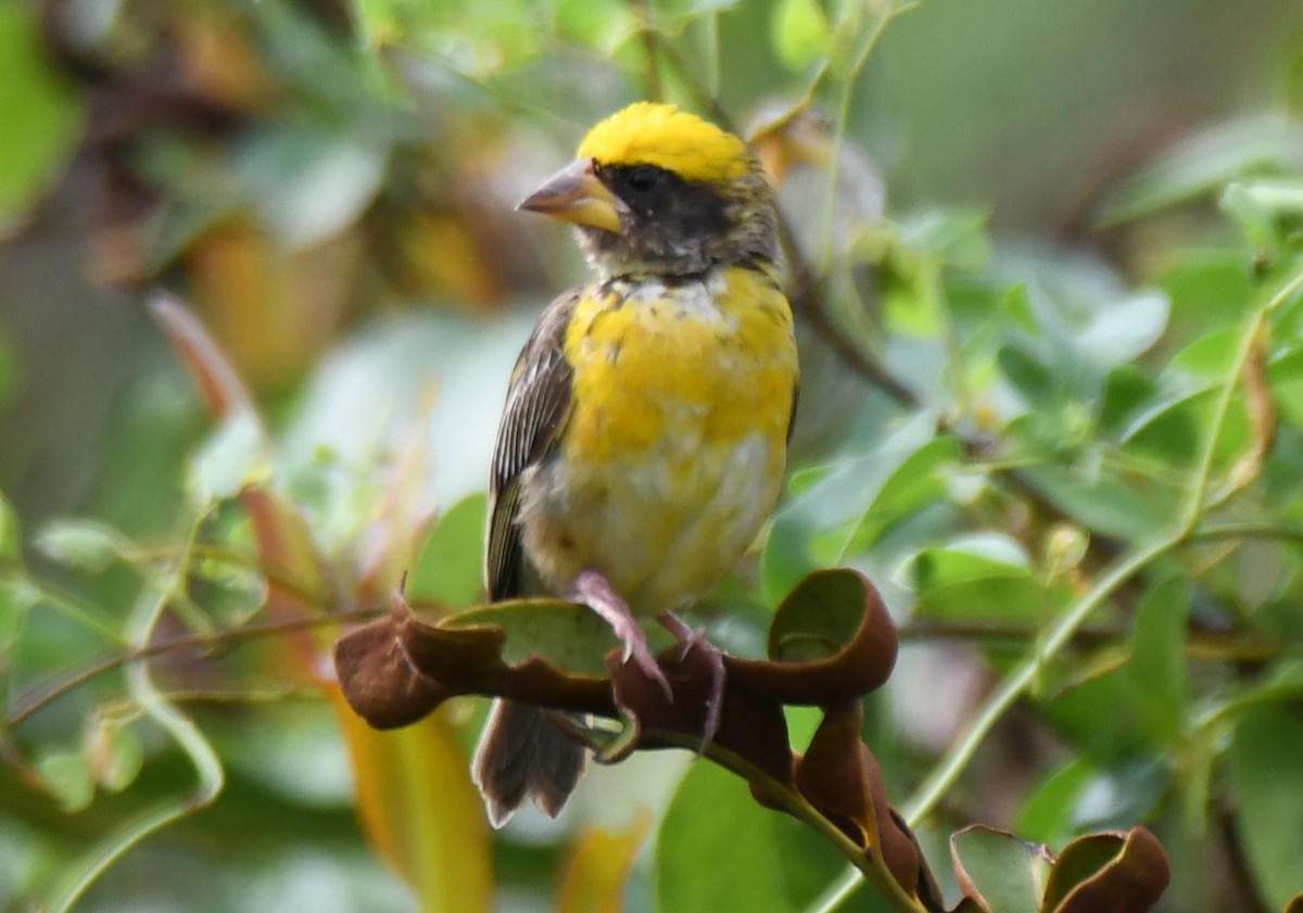 Baya Weaver - ML643530415