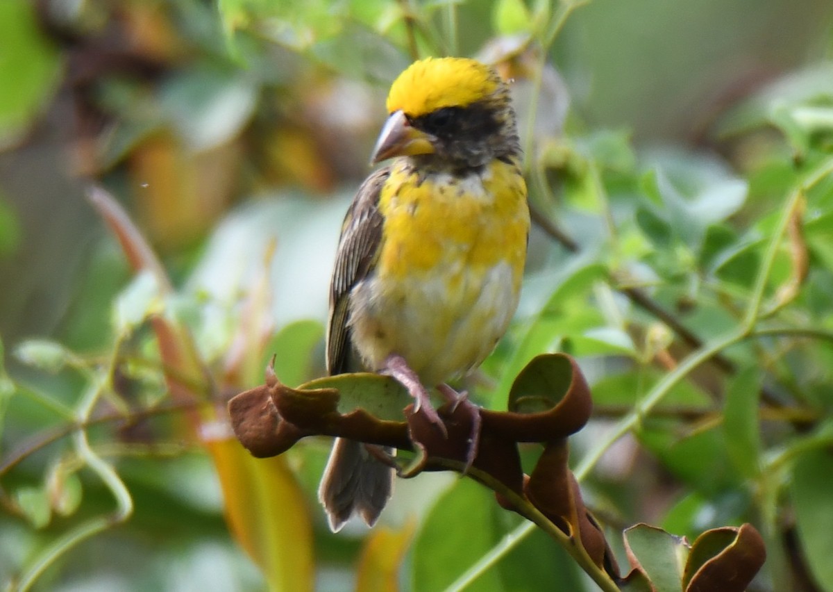Baya Weaver - ML643530416