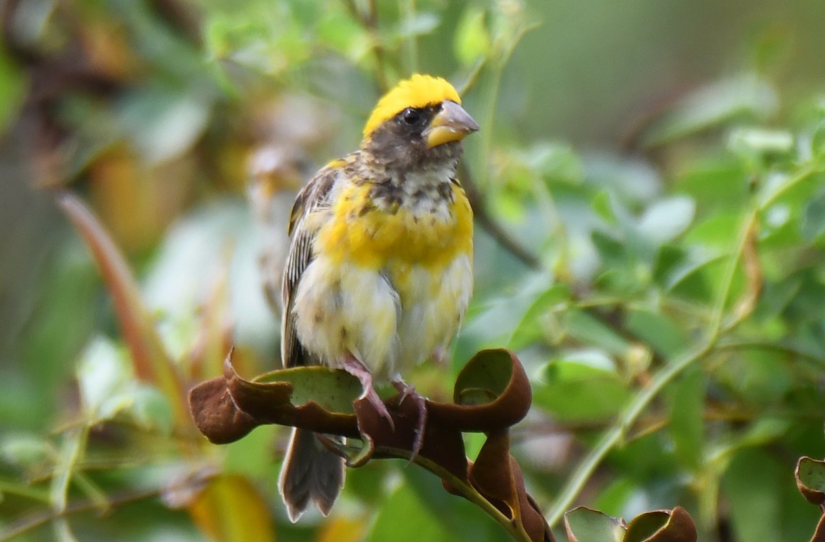 Baya Weaver - ML643530417