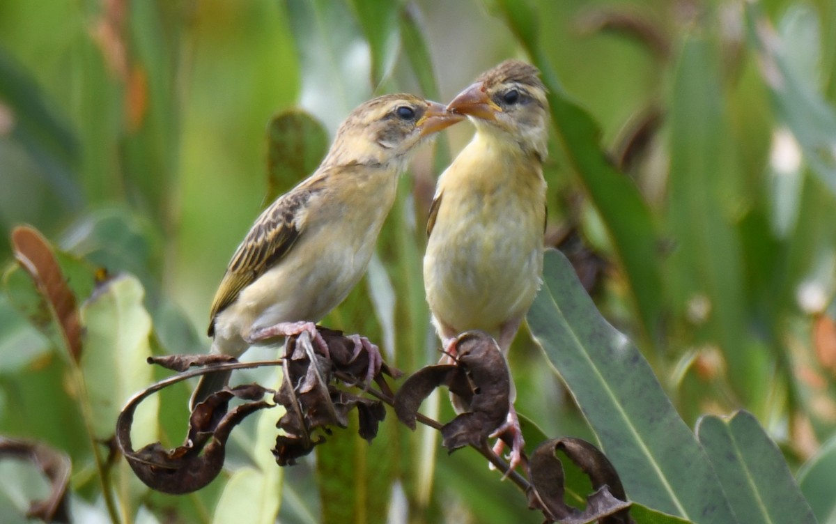Baya Weaver - ML643530422
