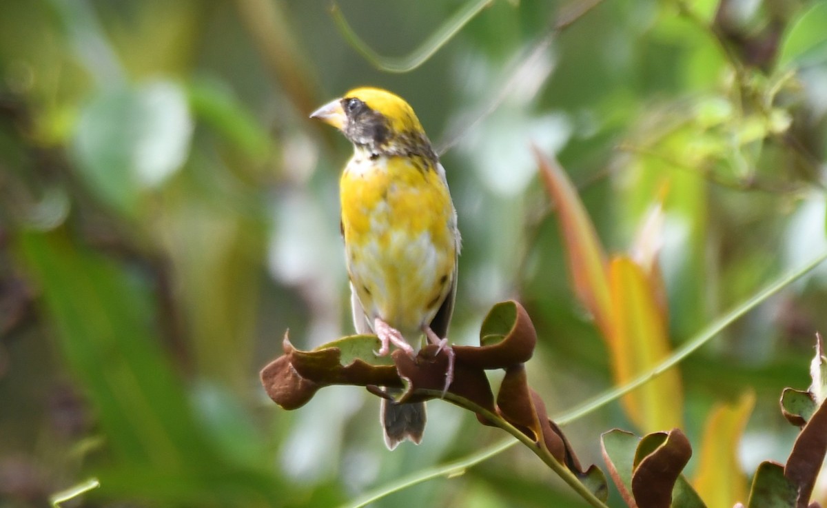 Baya Weaver - ML643530423