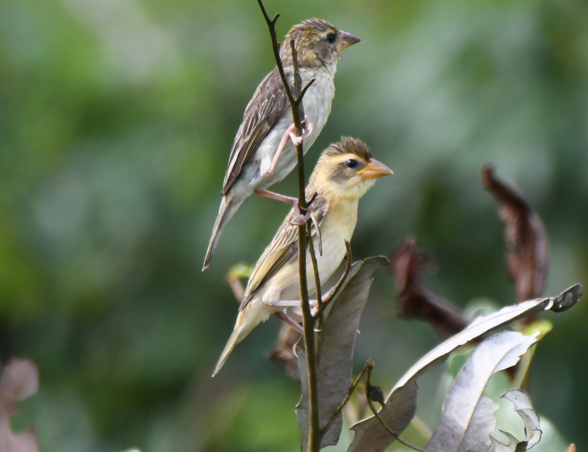 Baya Weaver - ML643530424