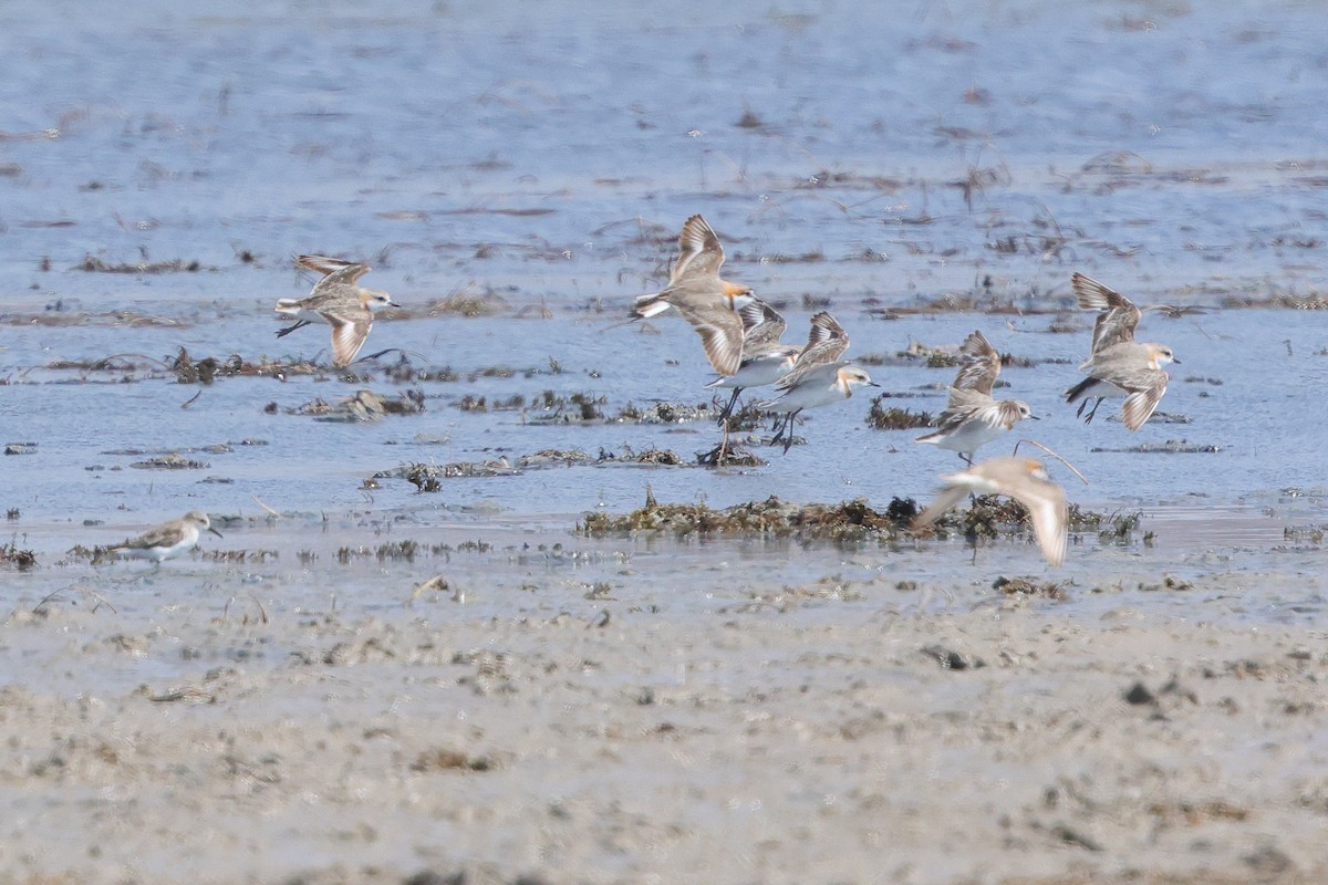 Chestnut-banded Plover - ML643530426