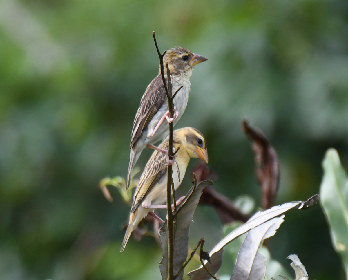 Baya Weaver - ML643530427