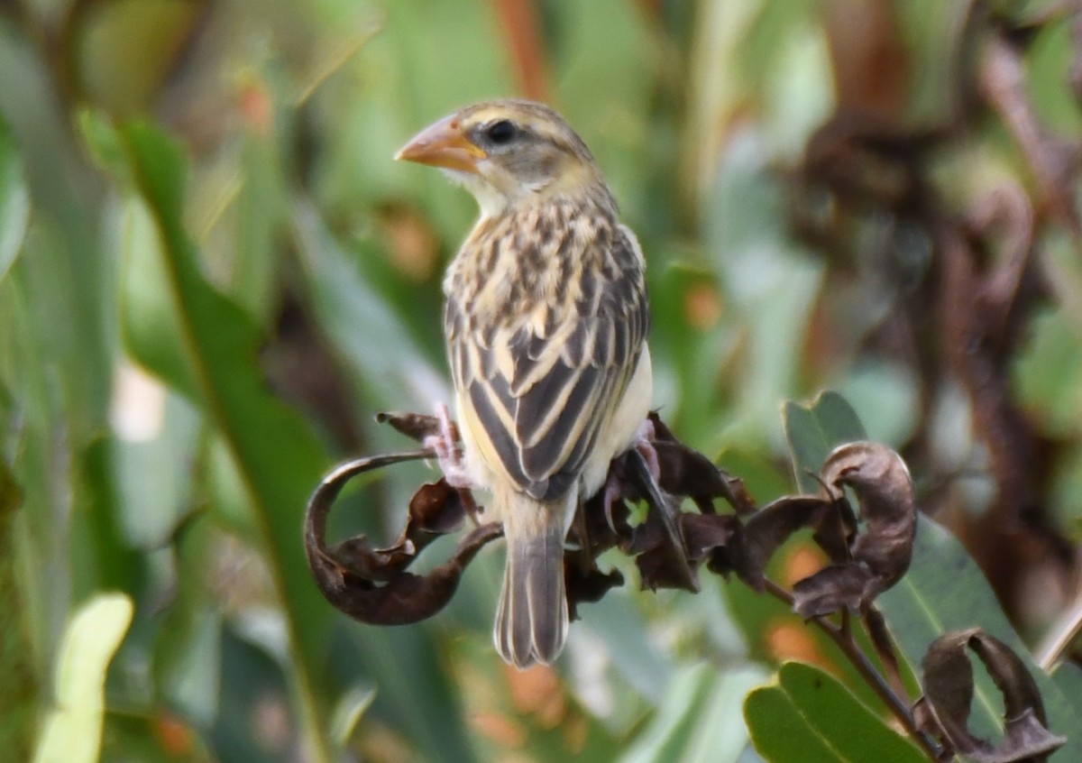 Baya Weaver - ML643530431