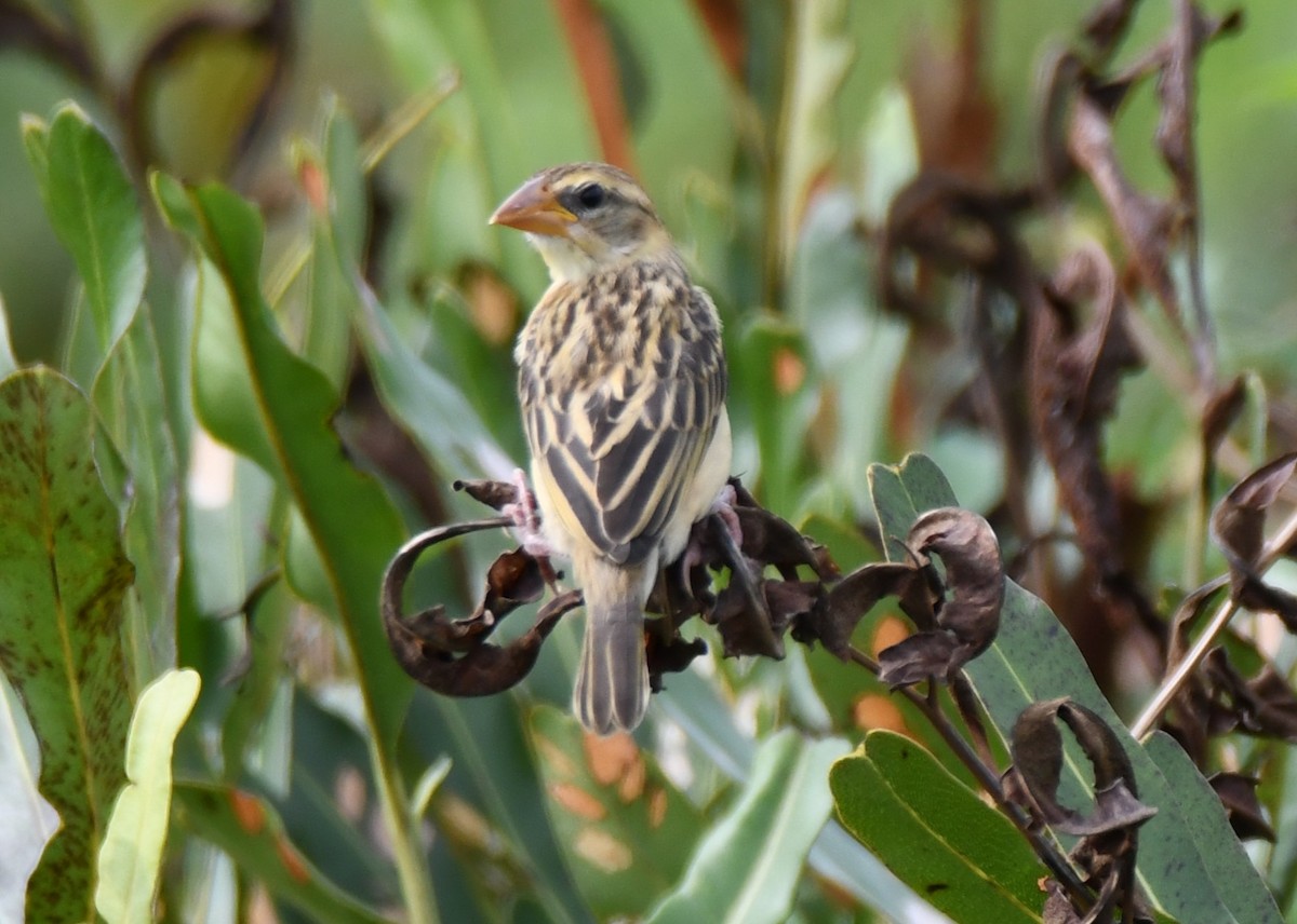 Baya Weaver - ML643530432