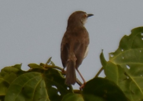 Plain Prinia - ML643530433