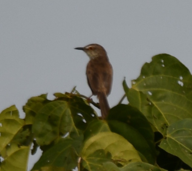 Plain Prinia - ML643530437