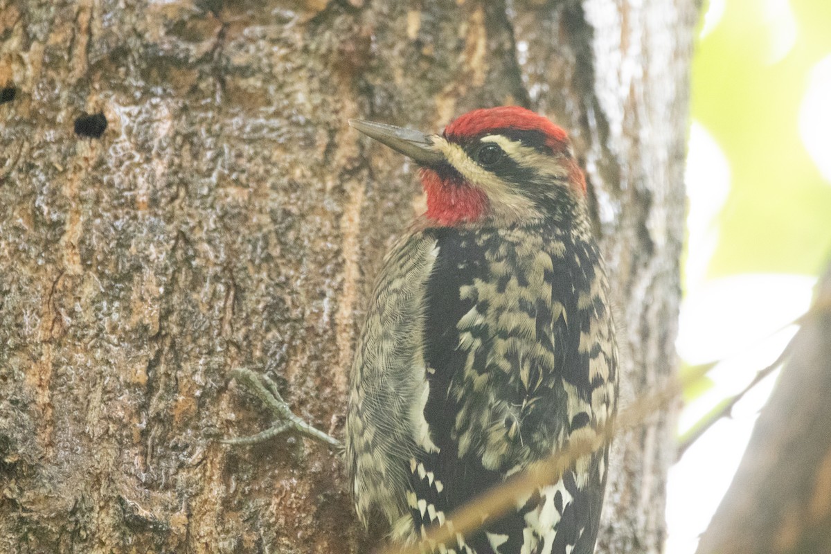 Red-naped Sapsucker - ML643530460