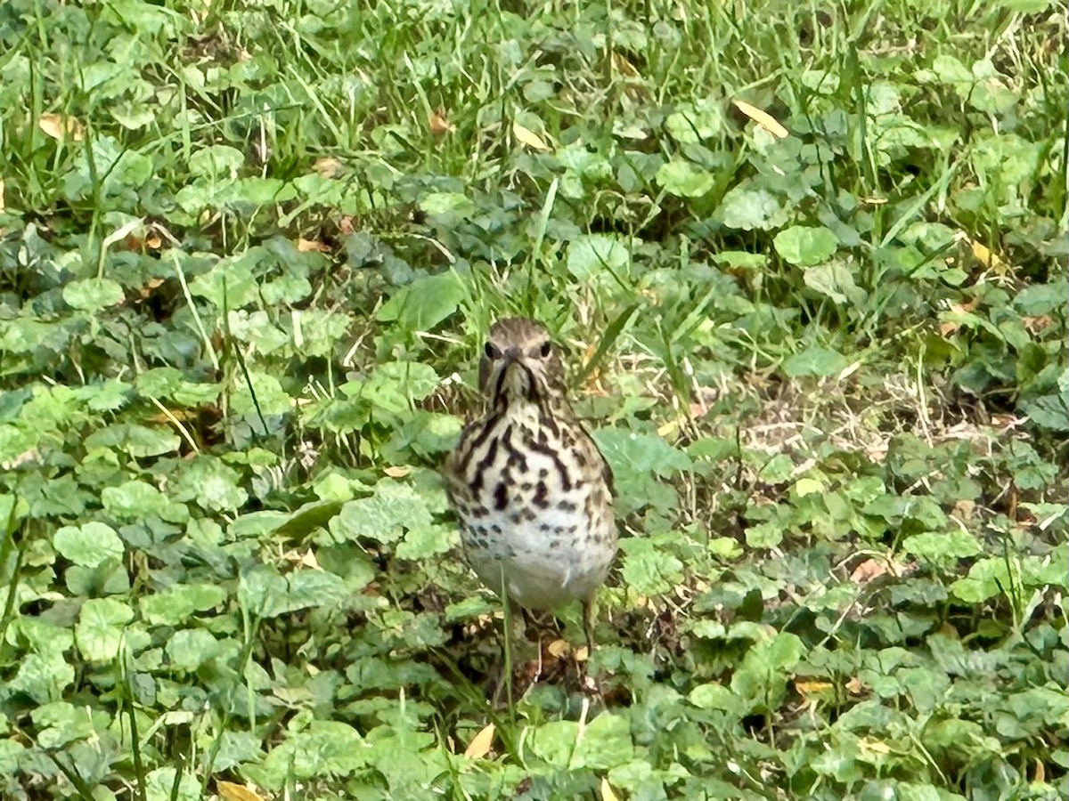 Hermit Thrush - ML643530465