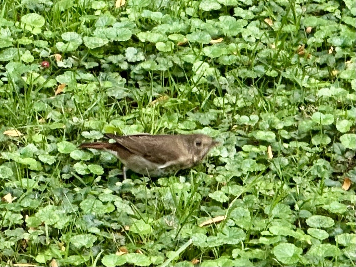 Hermit Thrush - ML643530466