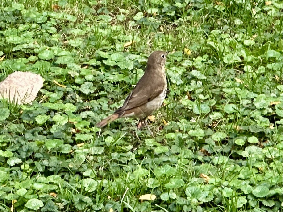 Hermit Thrush - ML643530467