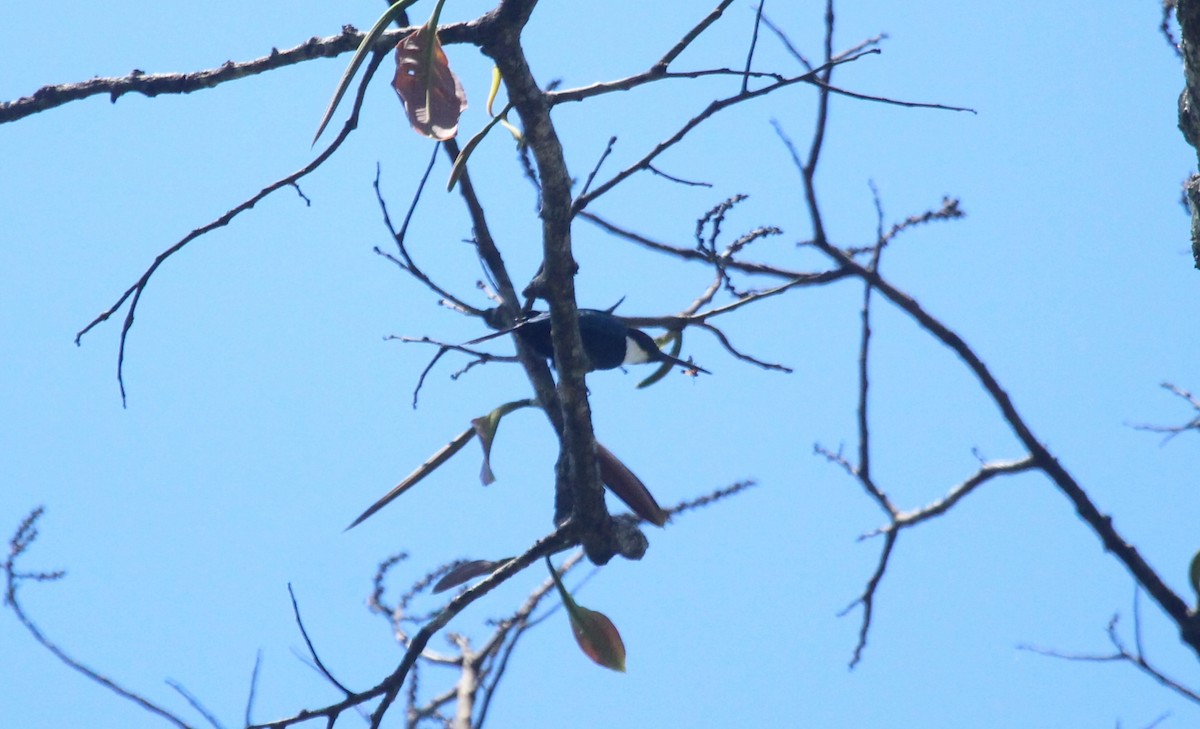 Paradise Jacamar - ML643530472