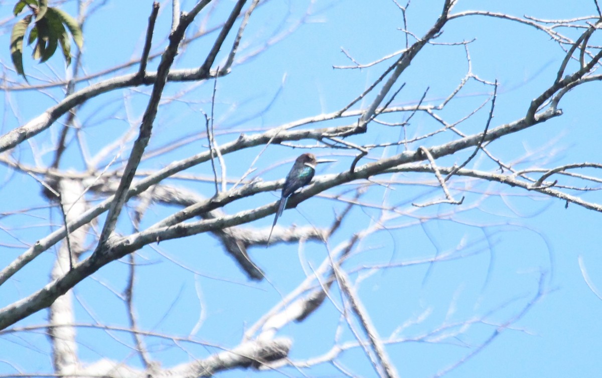 Paradise Jacamar - ML643530473