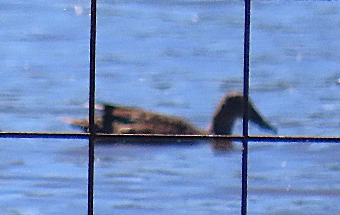Australasian Shoveler - ML643530485