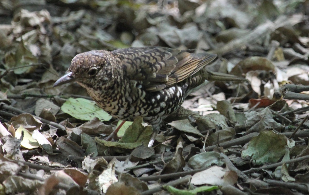 Bassian Thrush - ML643530501