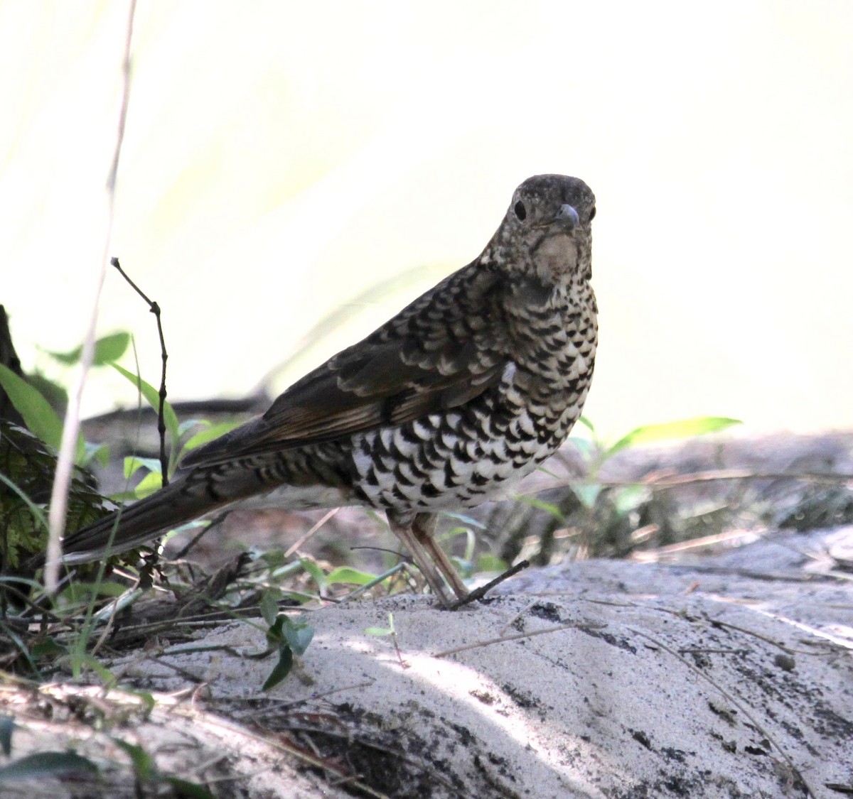 Bassian Thrush - ML643530502