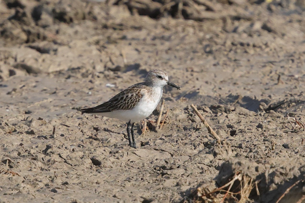 Little Stint - ML643530506