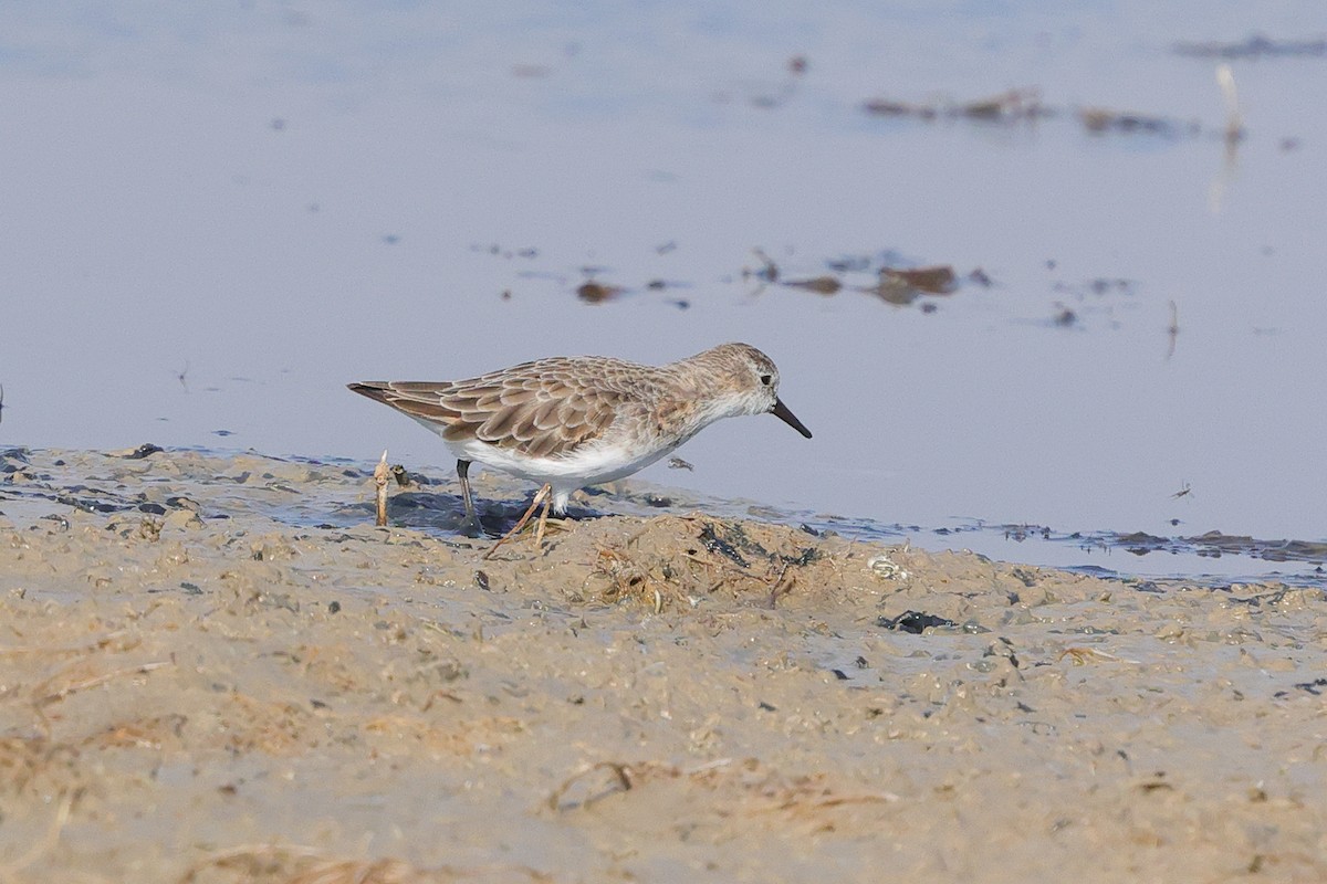 Little Stint - ML643530507