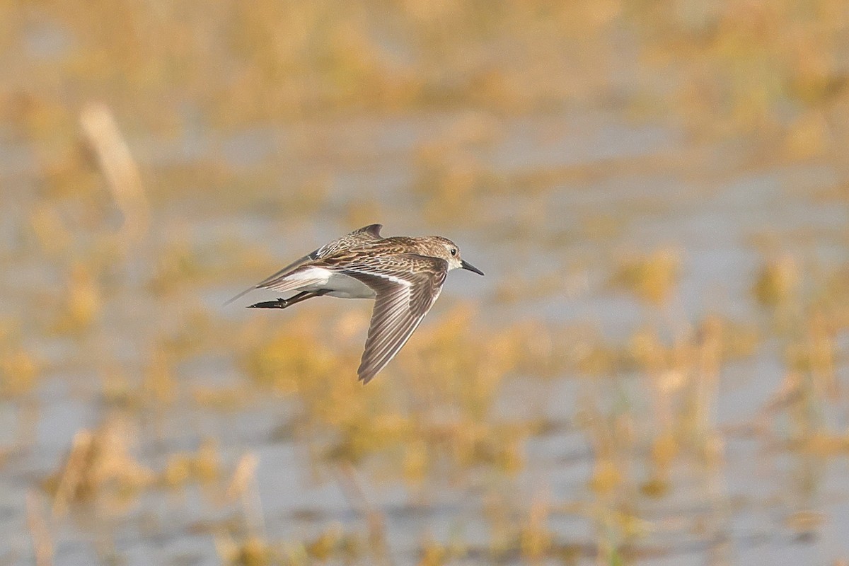 Little Stint - ML643530508