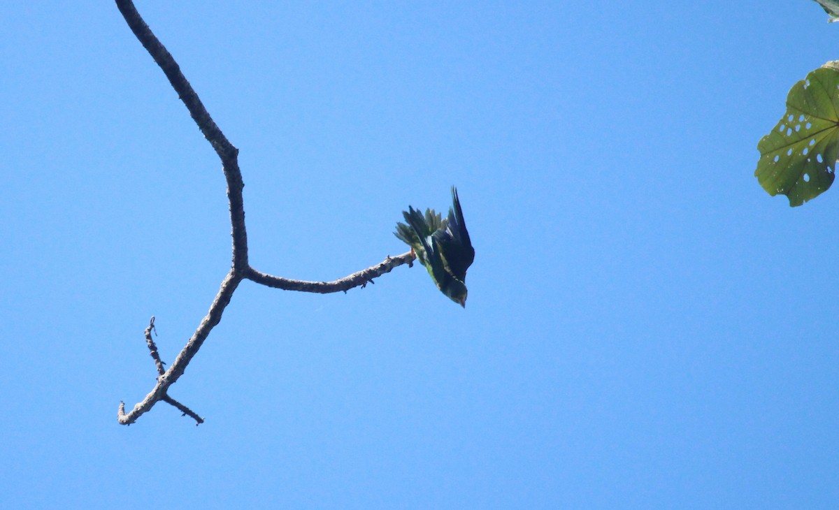 Cobalt-winged Parakeet - ML643530510