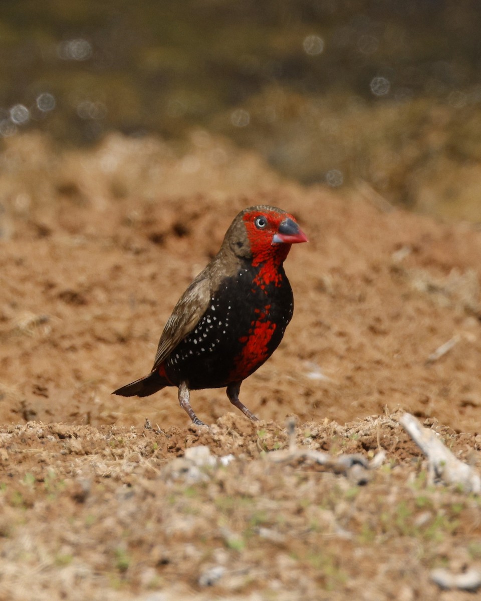 Painted Firetail - ML643530523