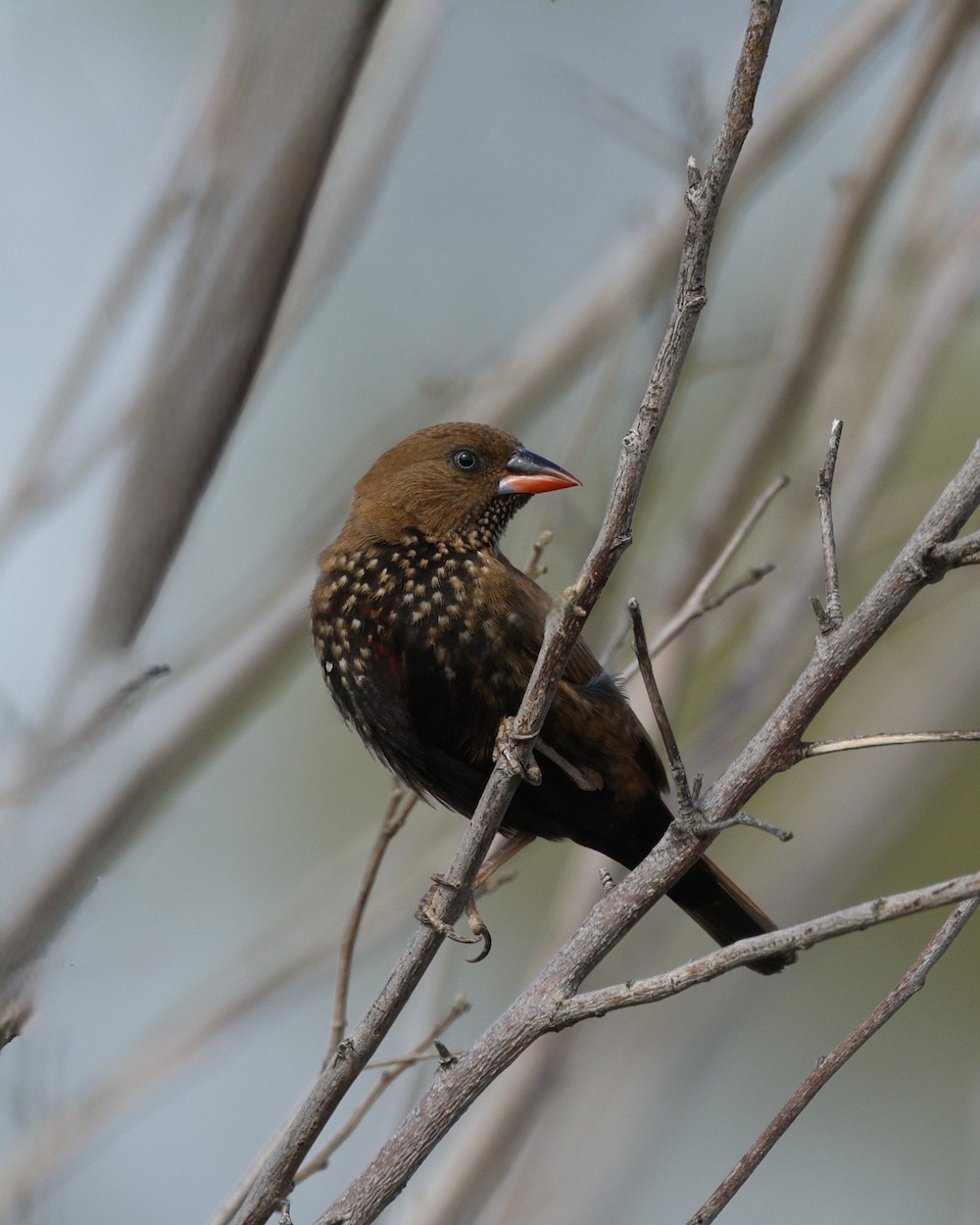 Painted Firetail - ML643530524