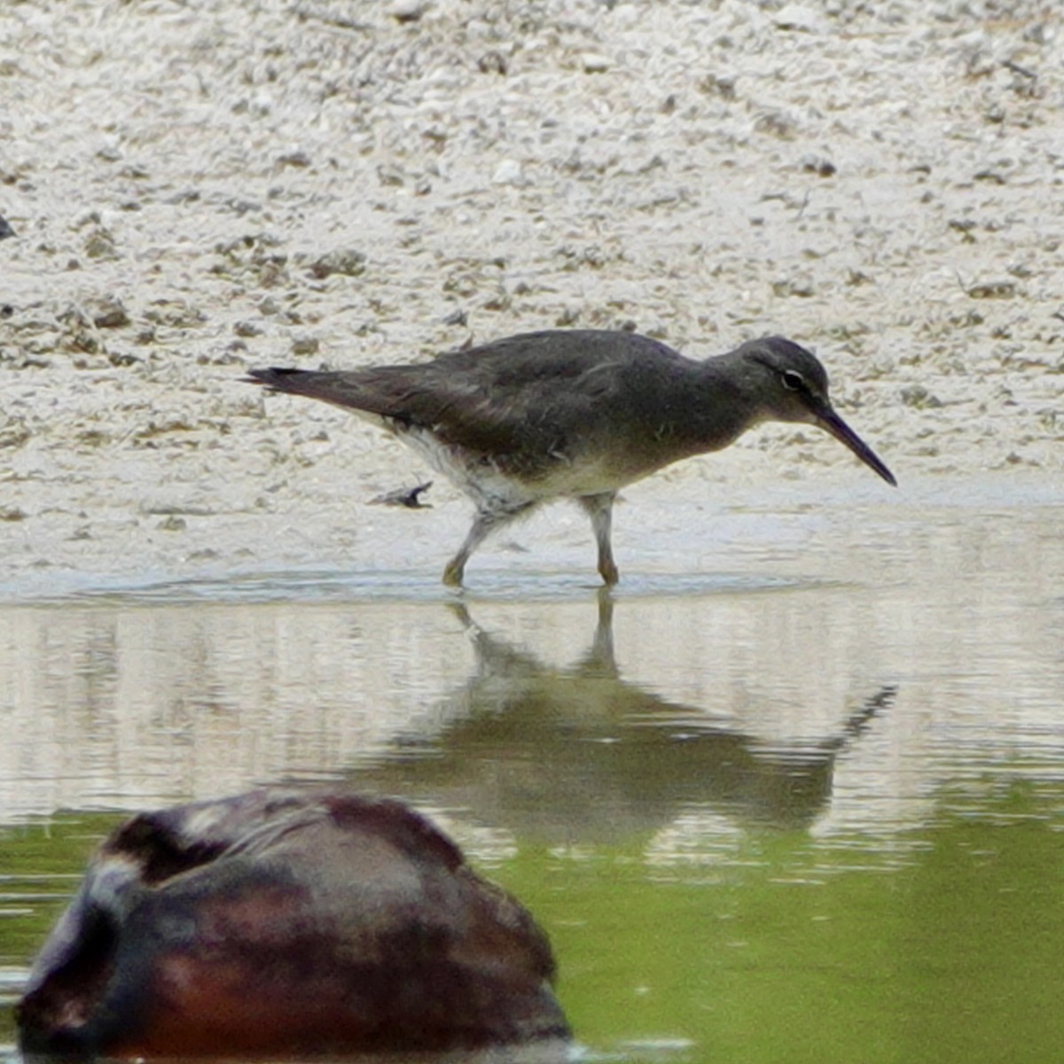 Wandering Tattler - ML643530528