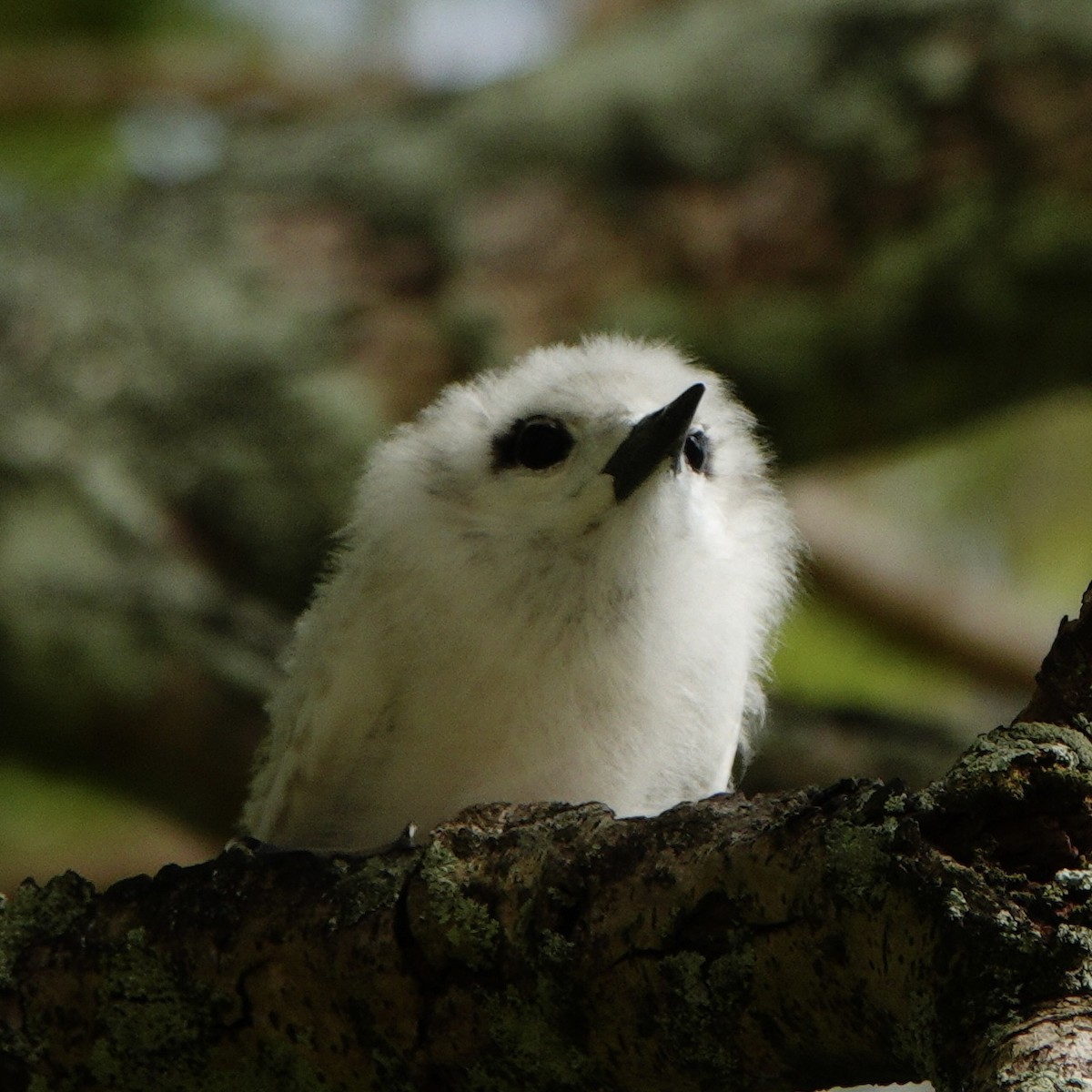 White Tern - ML643530532