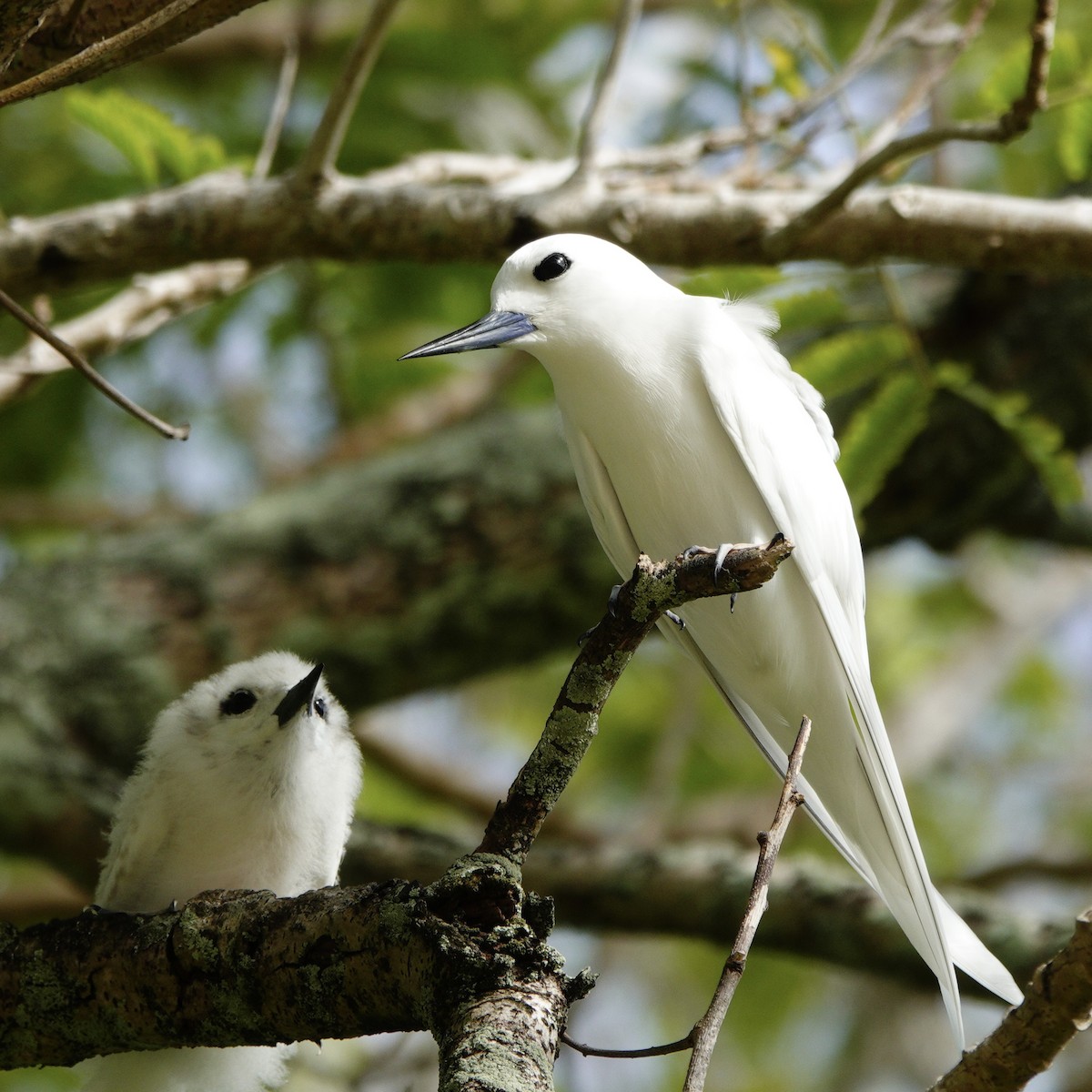 White Tern - ML643530533