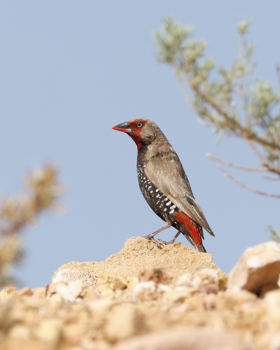 Painted Firetail - ML643530538