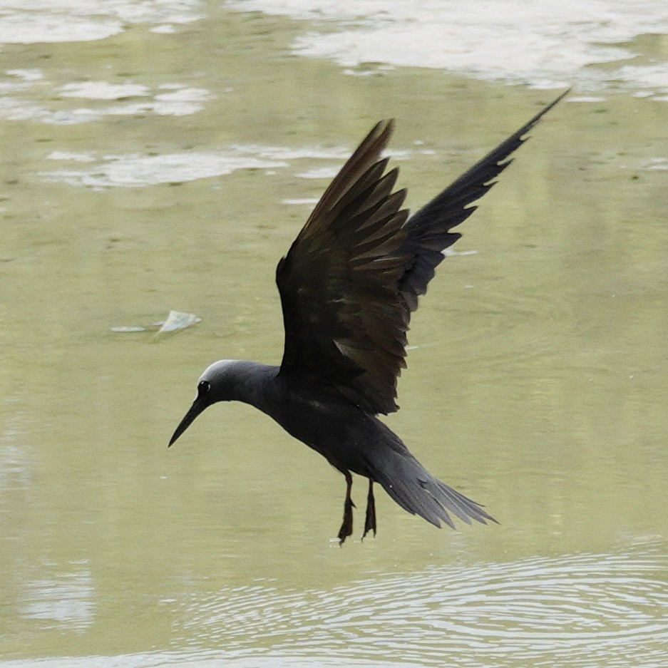 Black Noddy - ML643530540
