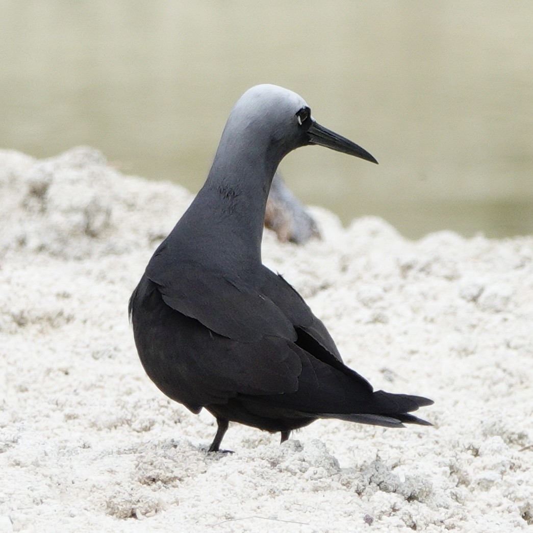 Black Noddy - ML643530541