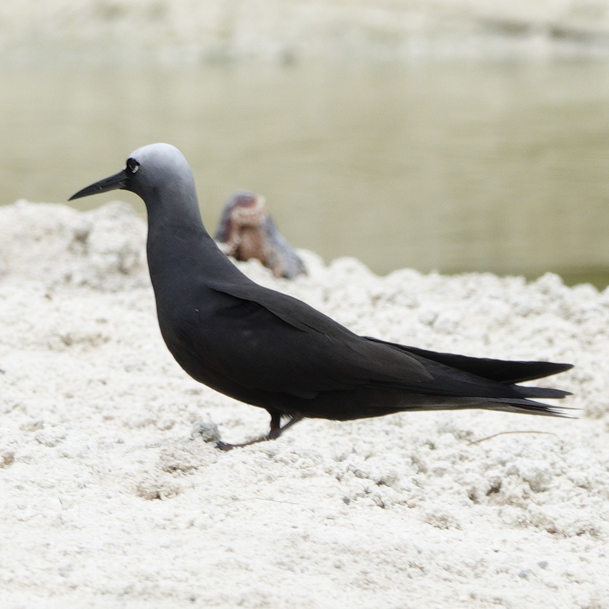Black Noddy - ML643530542