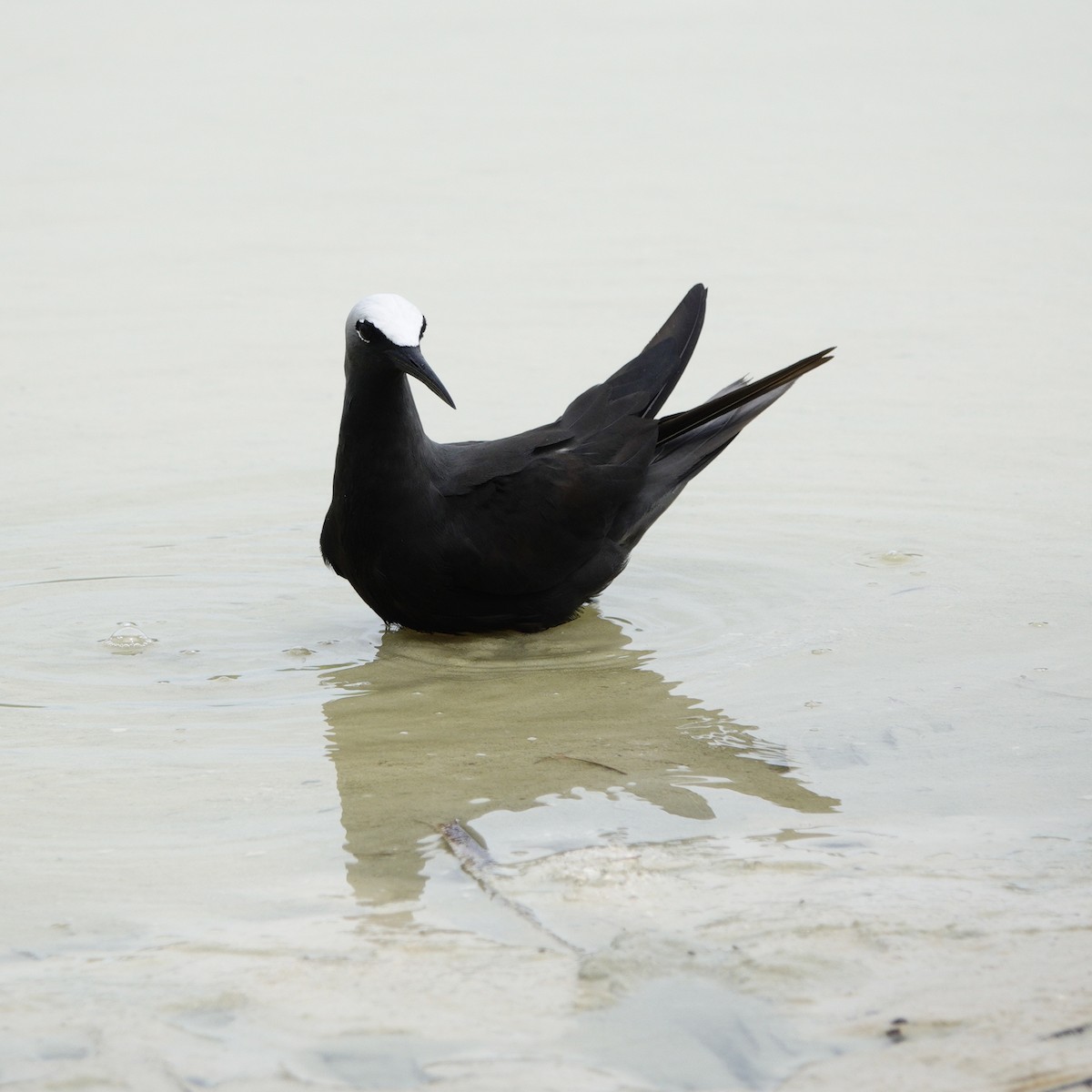 Black Noddy - ML643530543