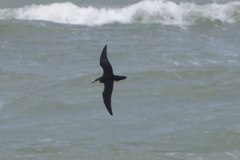 Manx Shearwater - ML643530545