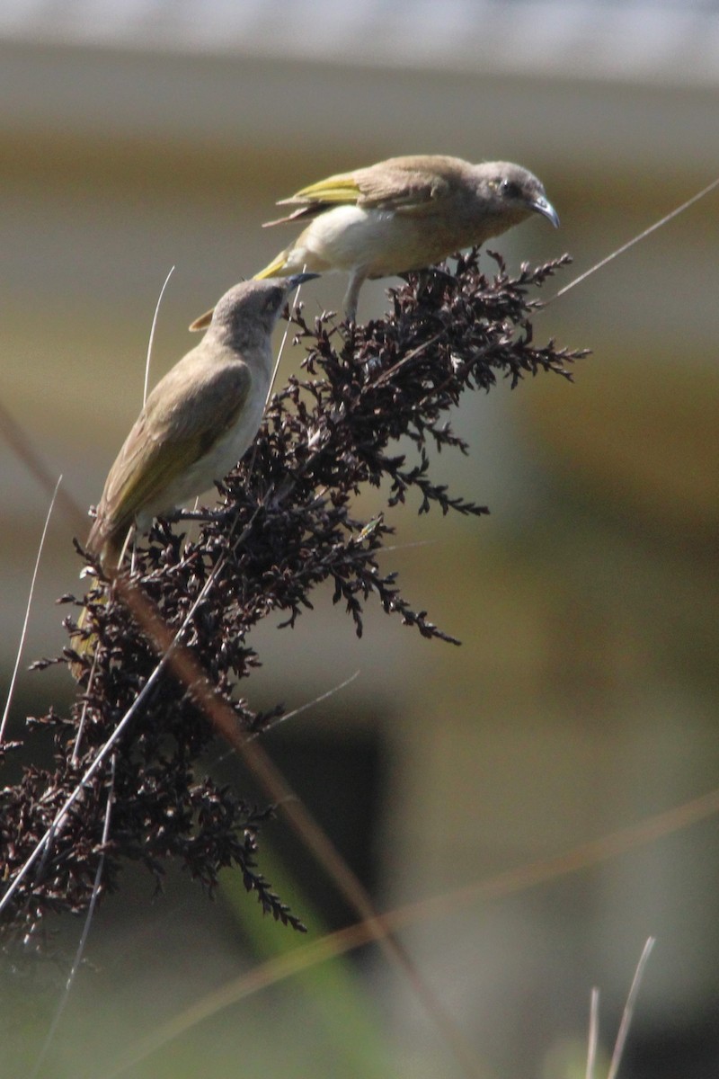 Brown Honeyeater - ML643530547