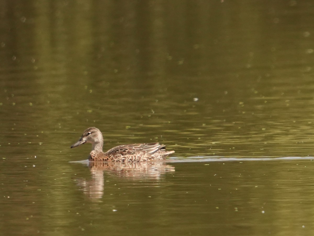 Blue-winged Teal - ML643530552